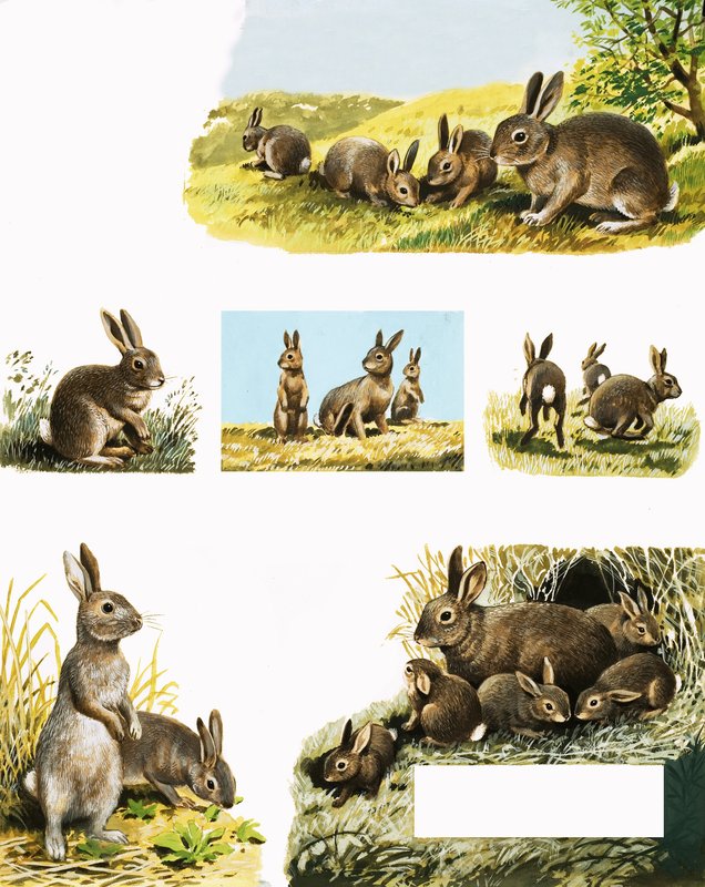 Montagem de coelhos de English School