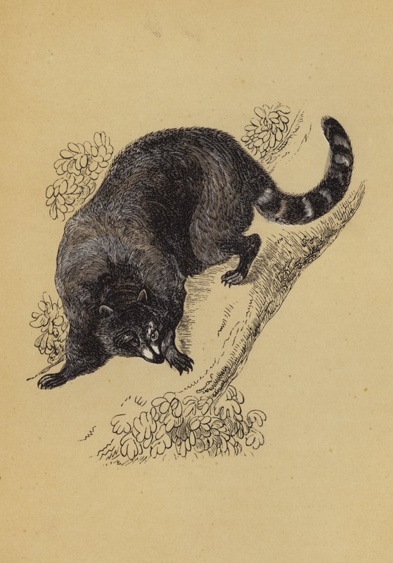 Racoon (cor litho) de English School