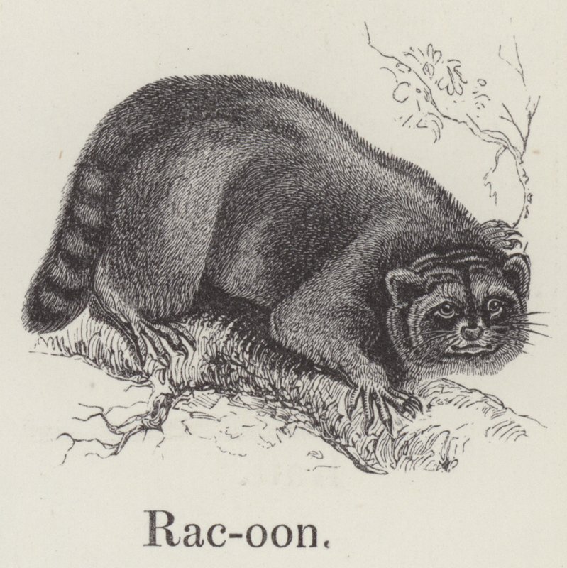 Racoon (gravura) de English School