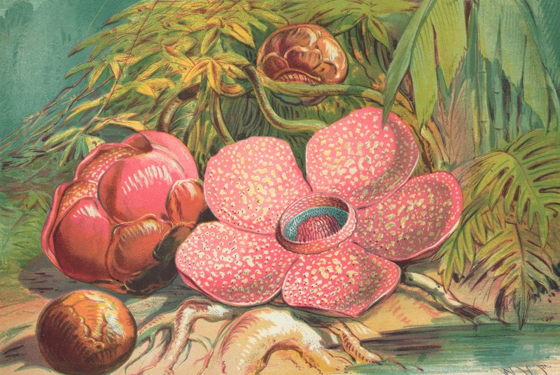 Rafflesia Arnoldii, flor gigante das florestas tropicais de Sumatra de English School