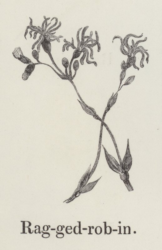 Ragged robin (gravura) de English School