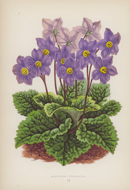 Ramondia Pyrenaica (cor litho) de English School