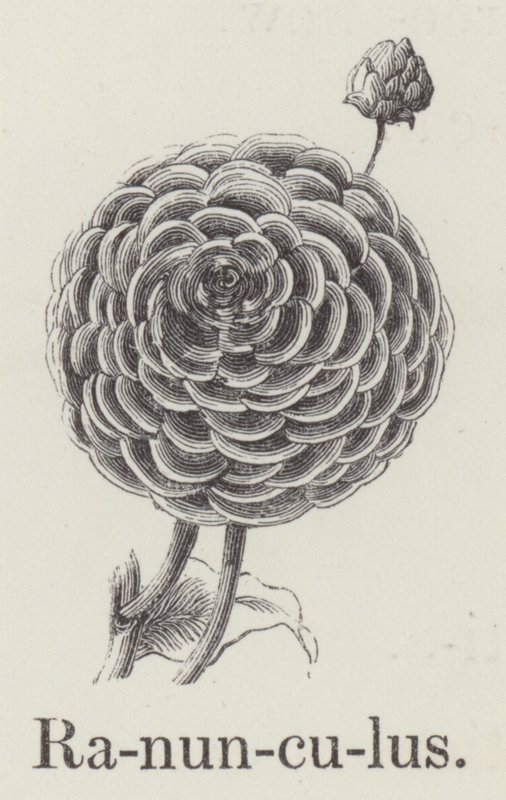 Ranunculus (gravura) de English School