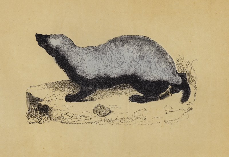 Ratel (litografia a cores) de English School