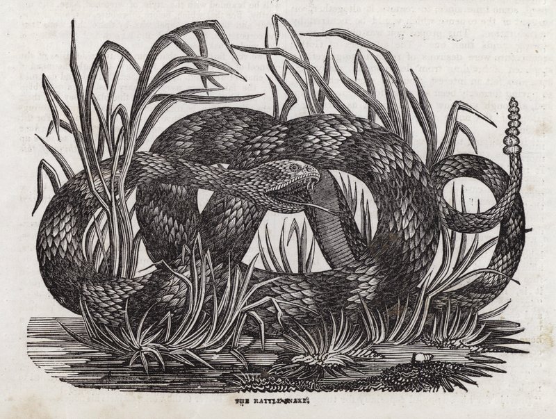 Cobra chocadeira (gravura) de English School