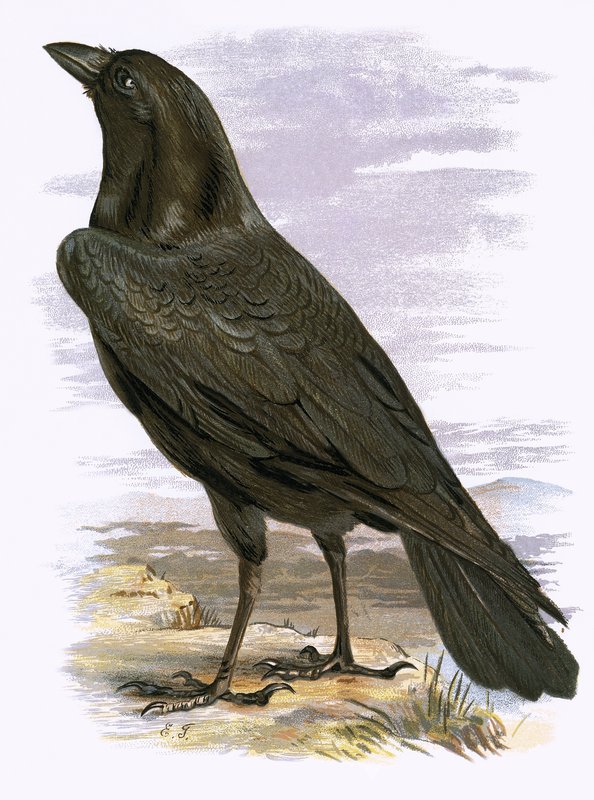 Raven de English School