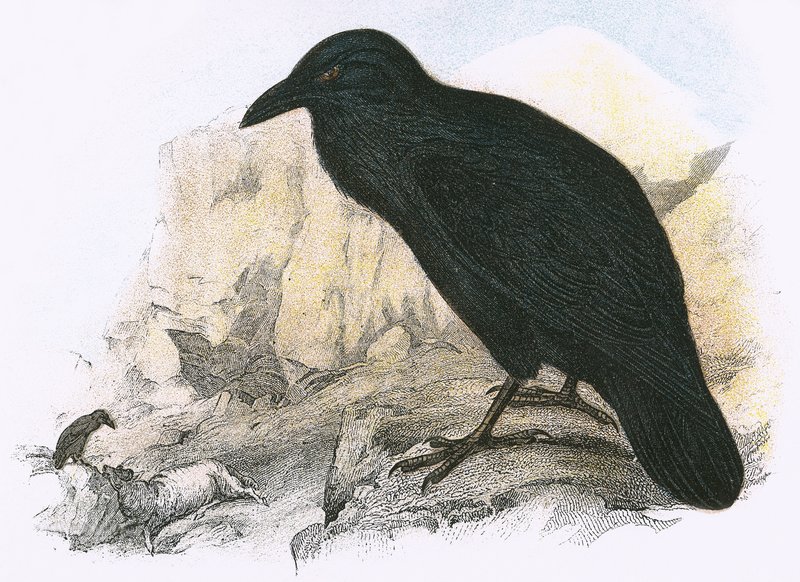 Raven de English School