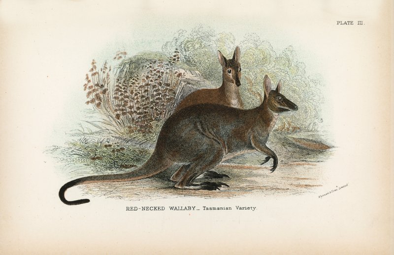 Variedade de pescoço vermelho Wallaby_Tasmanian de English School