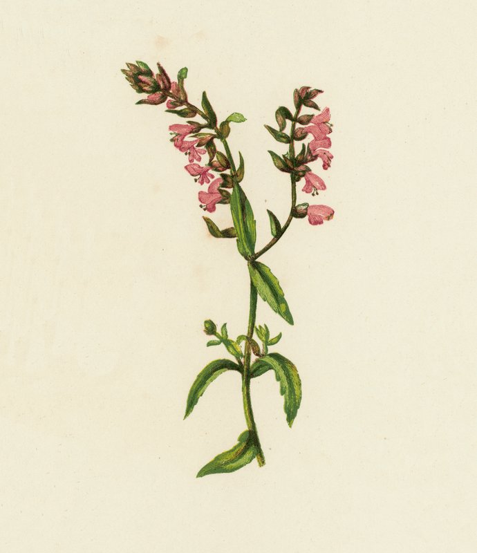 Bartsia vermelha, Bartsia odontites (litografia a cores) de English School