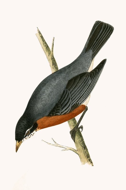 Red Breasted Thrush, ilustração de "Uma História das Aves da Europa Não Observadas nas Ilhas Britânicas", de Charles Robert Bree (1811-1886), publicada em 1867 de English School