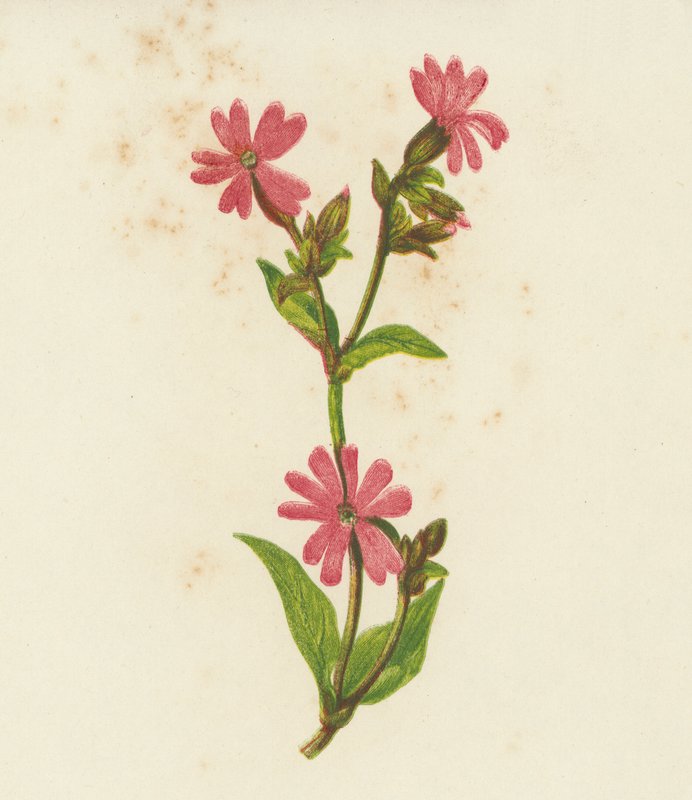 Campião vermelho, Lychnis Dioica (litografia a cores) de English School