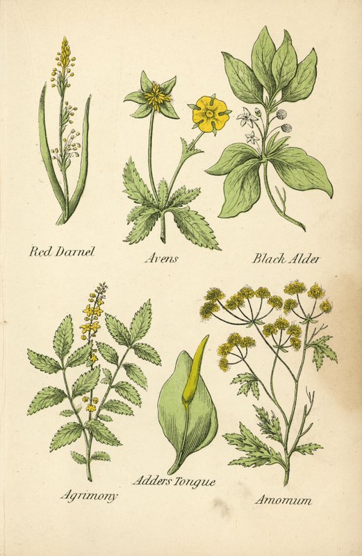Darnel vermelho, Avens, Amieiro preto, Agrimónia, Língua de áster, Amomum (litografia a cores) de English School