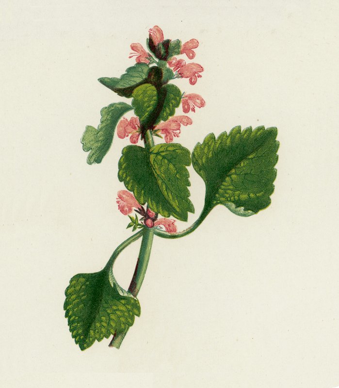 Urtiga vermelha morta, Lamium Purpureum (litografia a cores) de English School