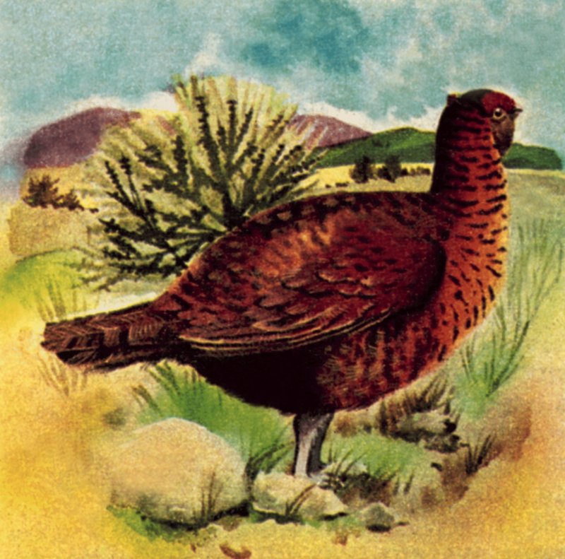 Galo vermelho de English School