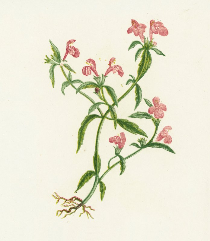 Urtiga de cânhamo vermelho, Galeopsis Ladanum de English School