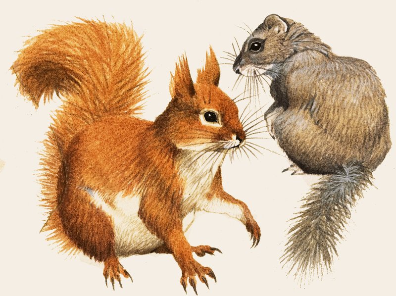 Esquilo-vermelho e Dormouse de English School