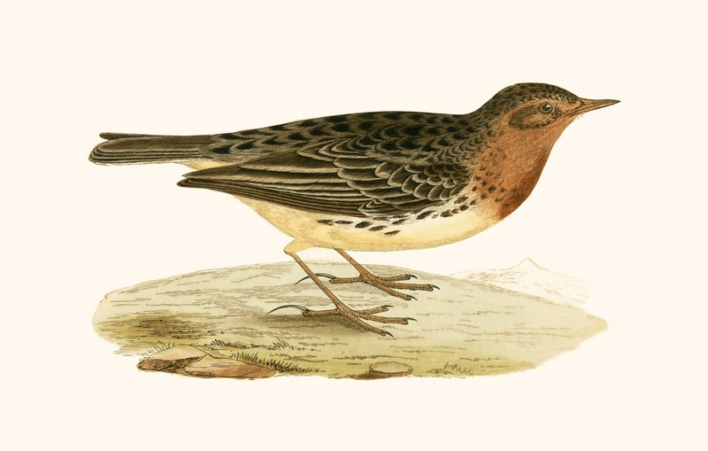 Pipita-de-garganta-vermelha, ilustração de "Uma história das aves da Europa não observadas nas ilhas britânicas", de Charles Robert Bree (1811-1886), publicada em 1867 de English School