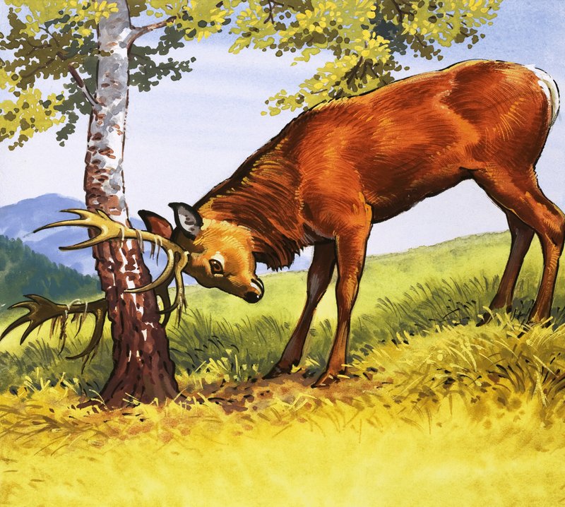 Veado-vermelho, chifres de limpeza de English School