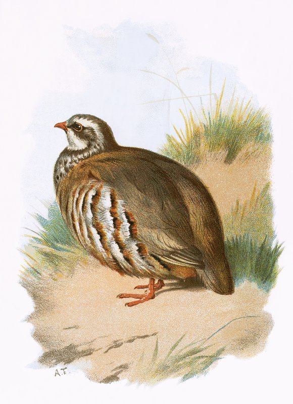 Perdiz-de-patas-vermelhas de English School