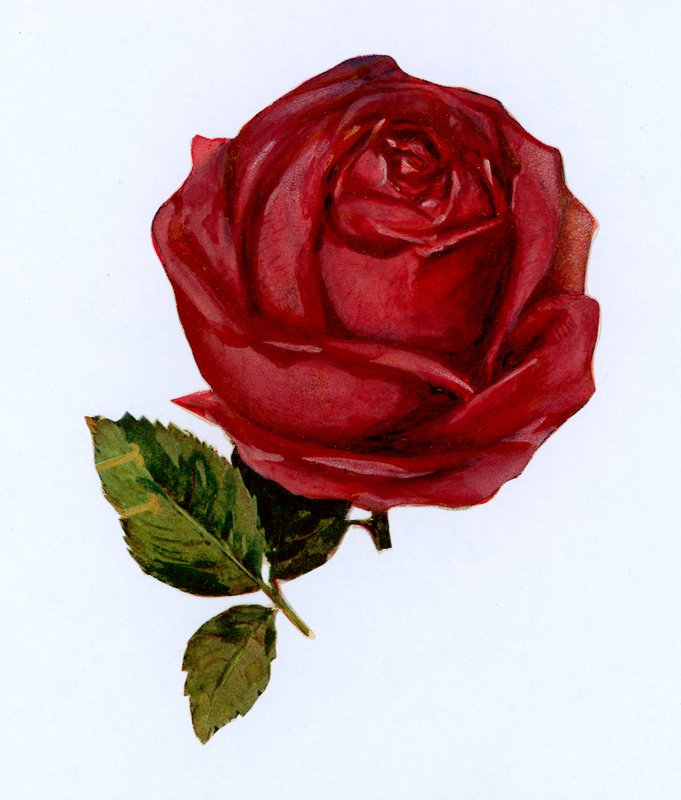 Rosa vermelha de English School