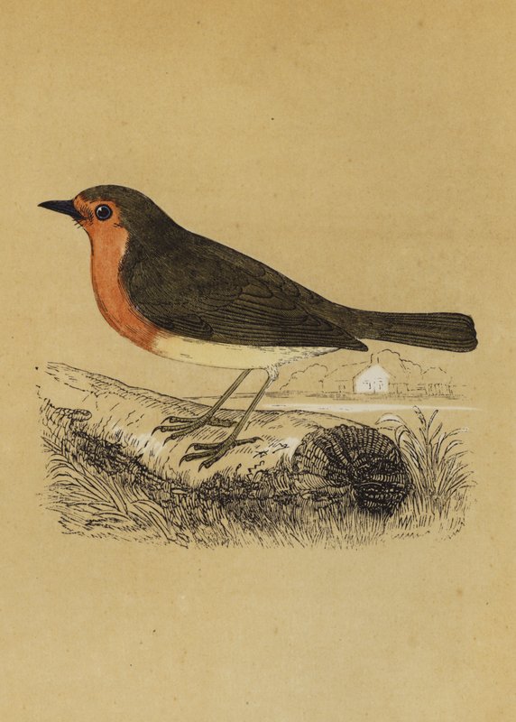 Redbreast (litografia a cores) de English School