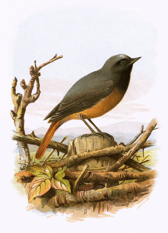 Redstart de English School