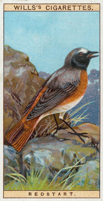 Redstart de English School