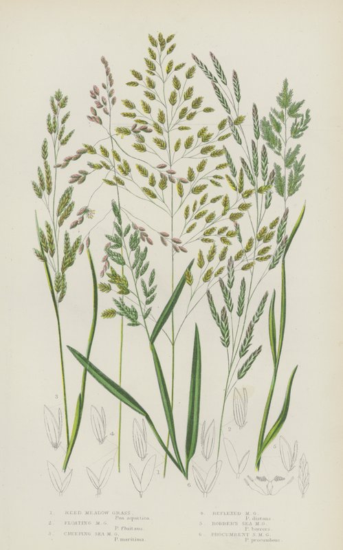Relva de junco, Relva de prado flutuante, Relva de pradaria rasteira, Relva de prado refletida (cor litho) de English School