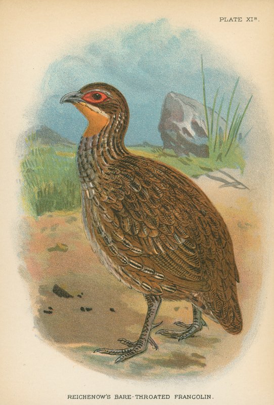 Francolin de garganta franzida de Reichenow de English School