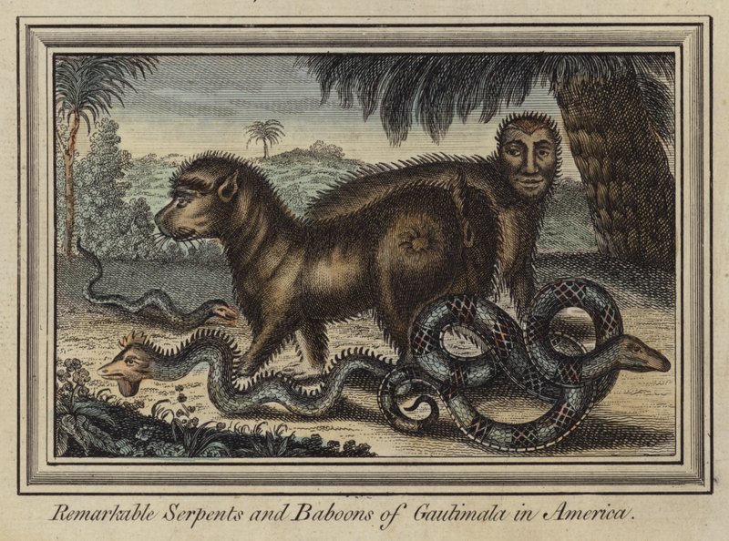 Serpentes notáveis e babuínos de Gautimala na América (gravura a cores) de English School