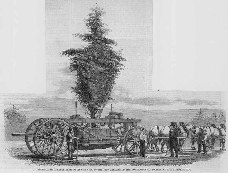 Remoção de uma grande árvore de Chiswick para os novos jardins da Sociedade Hortícola em South Kensington de English School