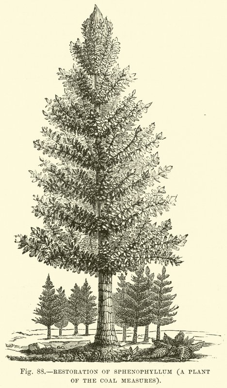 Restauração de Sphenophyllum, uma planta das Medidas de Carvão de English School