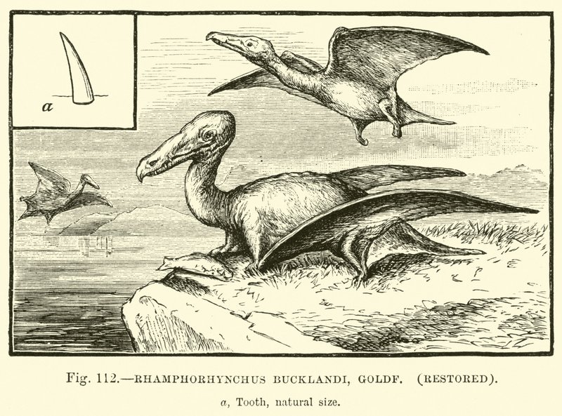 Rhamphorhynchus Bucklandi, Goldf, restaurado de English School