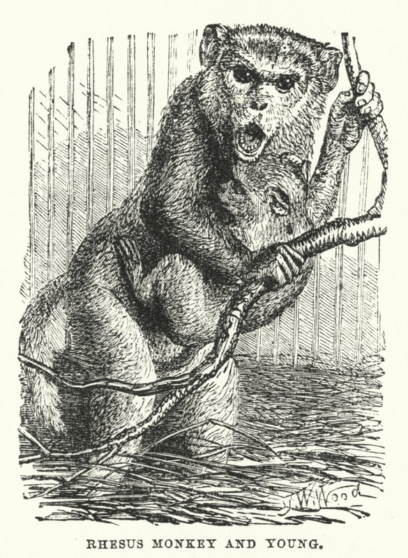Macaco Rhesus e filhote (gravura) de English School
