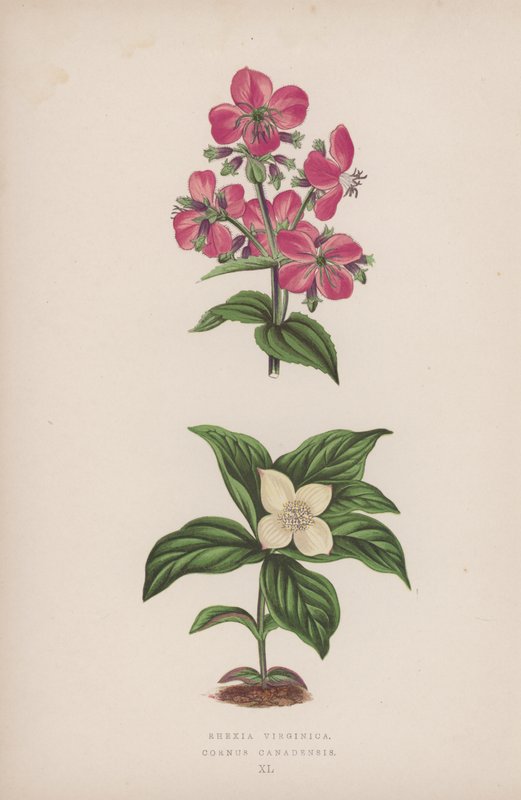 Rhexia Virginica; Cornus Canadensis (litografia a cores) de English School