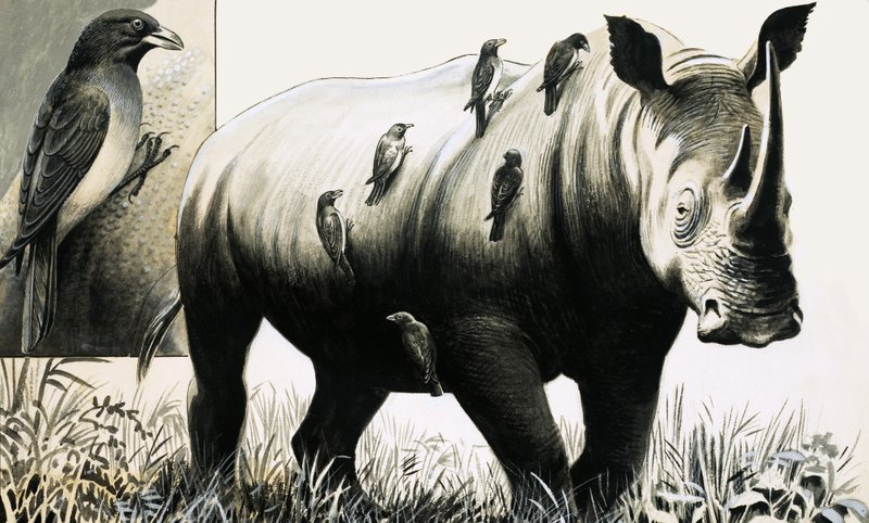 Rinoceronte e pássaro oxpecker de English School