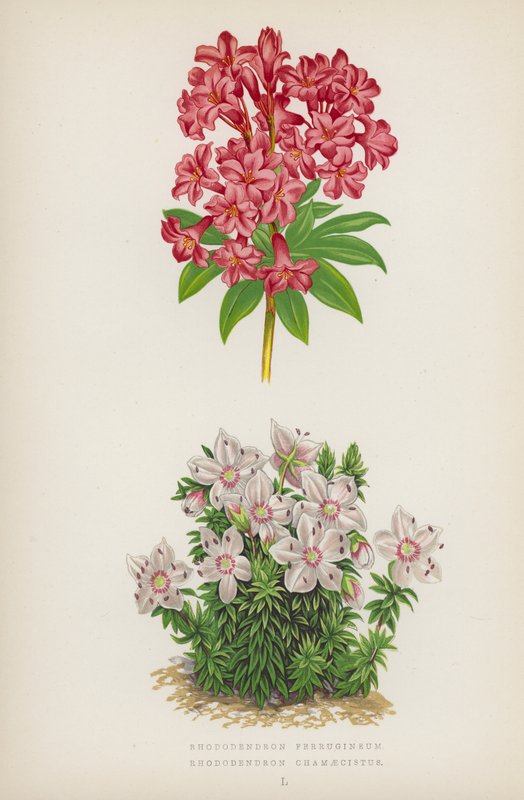 Rhododendron Ferrugineum; Rhododendron Chamaecistus (litografia a cores) de English School