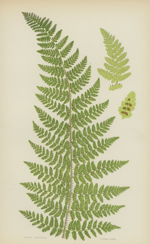 Lastrea Rígida (cor litho) de English School