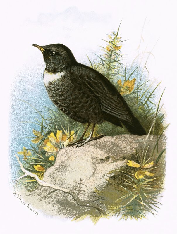 Anel Ouzel de English School