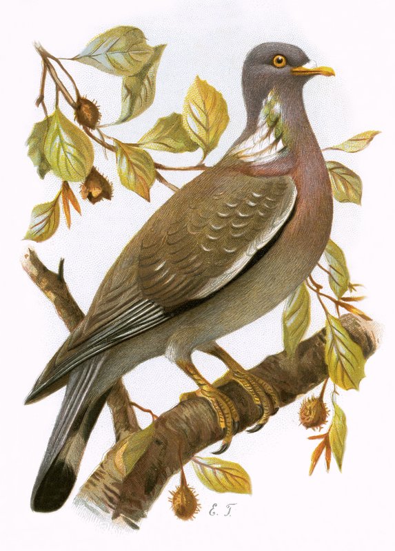Ringdove de English School