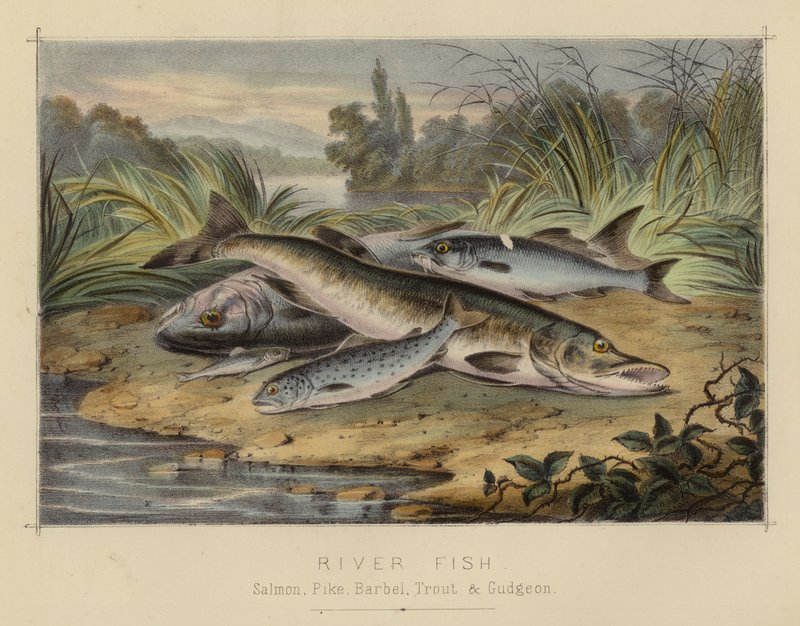 Peixe de rio (lito colorido) de English School