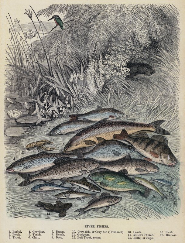 Peixes do Rio (gravura colorida) de English School