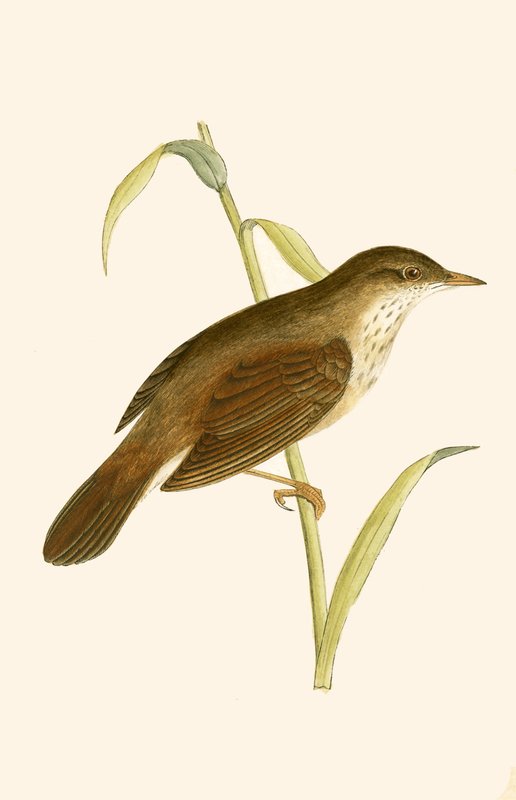 Toutinegra-do-rio, ilustração de "Uma História das Aves da Europa Não Observadas nas Ilhas Britânicas", de Charles Robert Bree (1811-1886), publicada em 1867 de English School