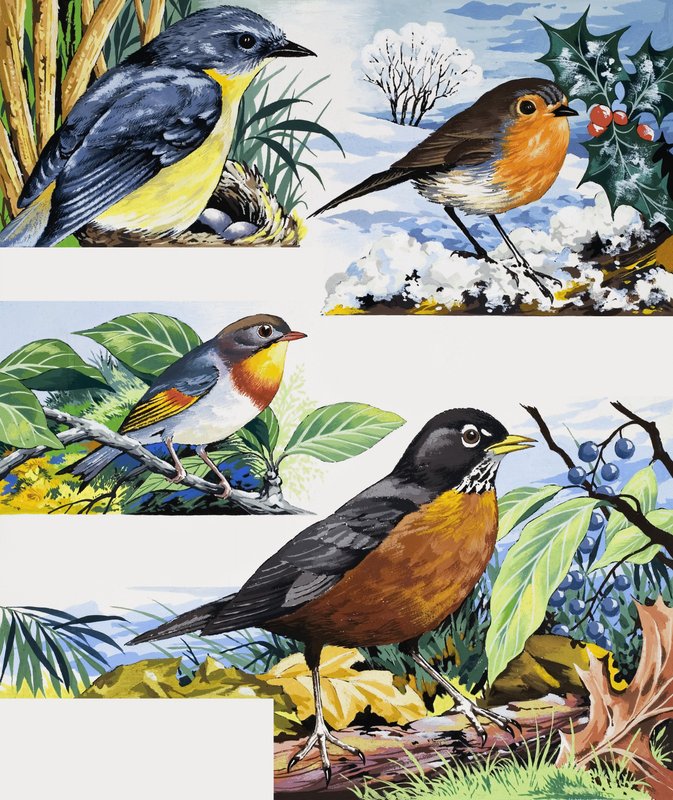 Robins de English School