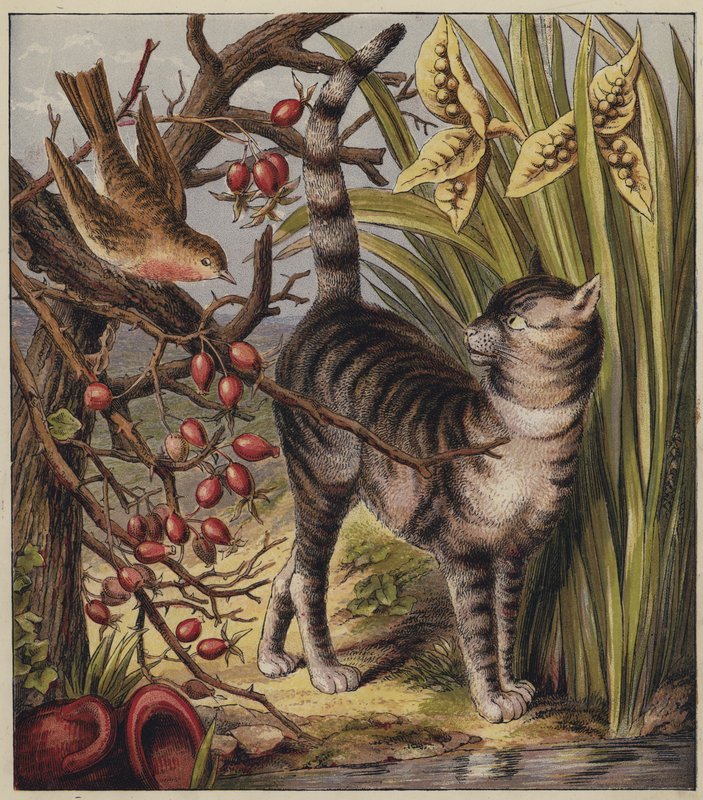 Canção de Natal de Robin (cor litho) de English School