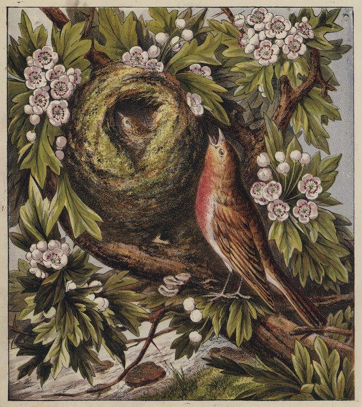 Canção de Natal de Robin (cor litho) de English School