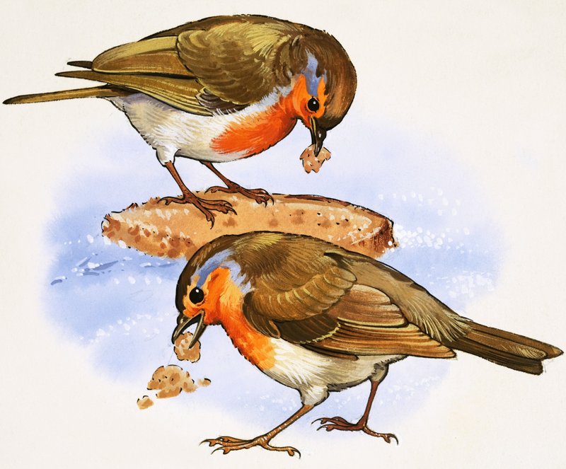 Robins comendo um pedaço de pão de English School