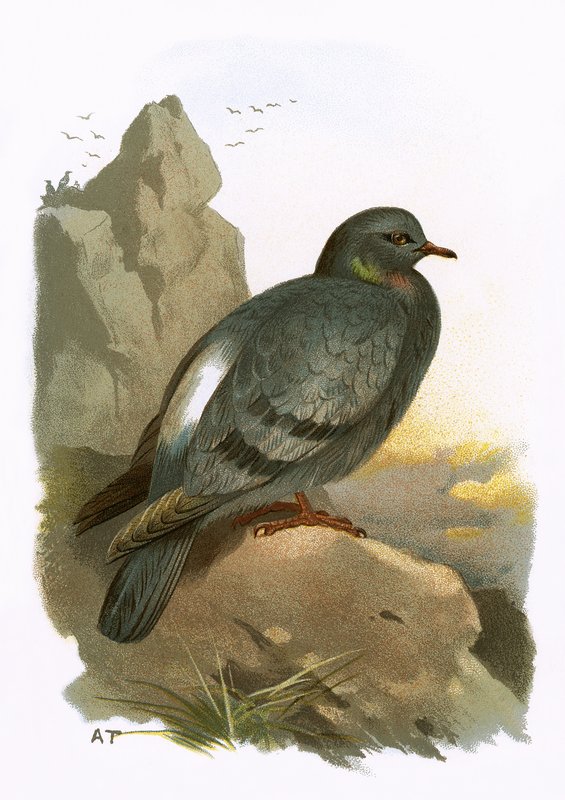 Rock Dove de English School