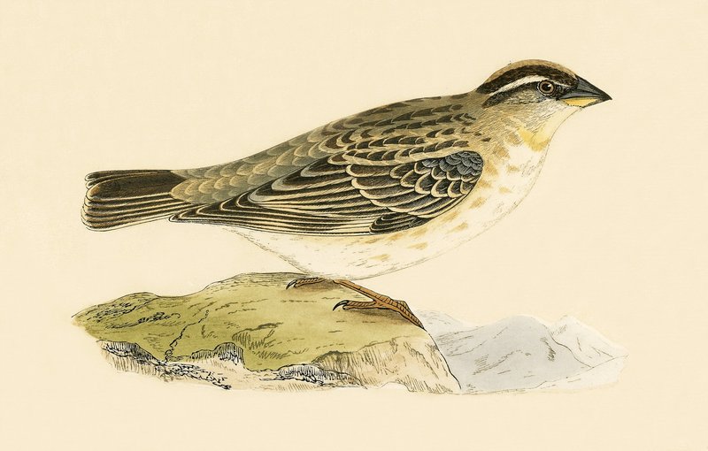 Rock Sparrow, ilustração de "Uma História das Aves da Europa Não Observadas nas Ilhas Britânicas", de Charles Robert Bree (1811-1886), publicado em 1867 de English School