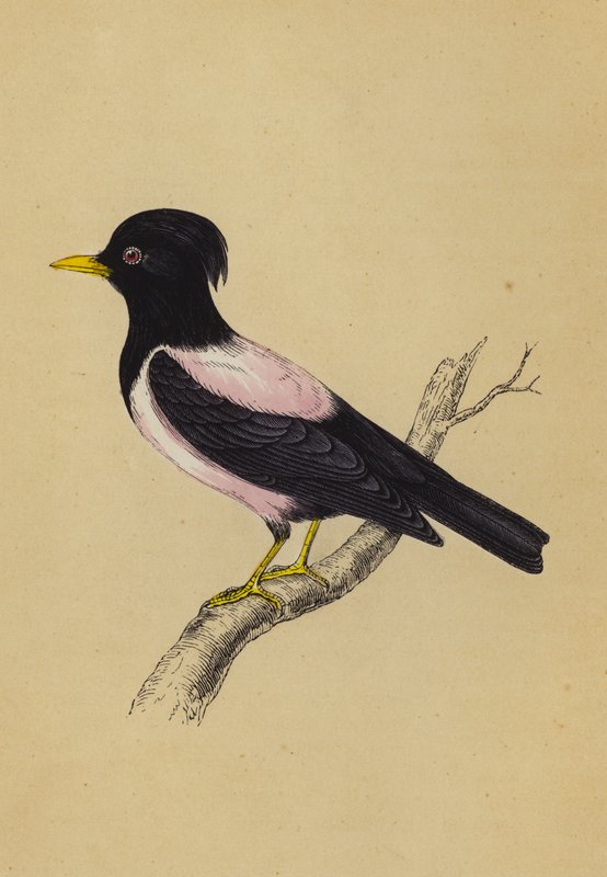 Pastor cor-de-rosa (litografia a cores) de English School